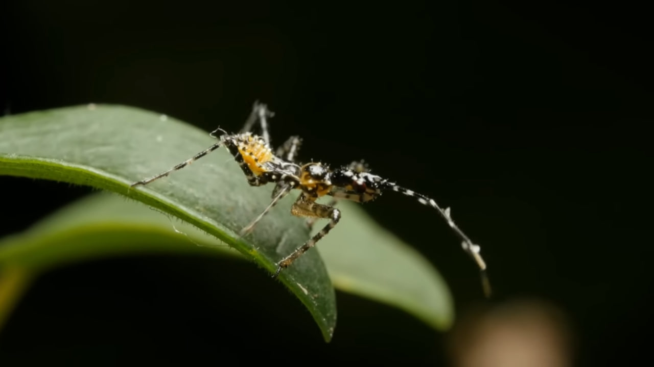 The assassin bugs