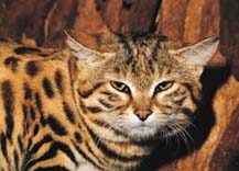 Small Spotted Cat (Felis nigripes)