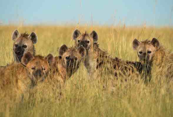 Africa hyena fact