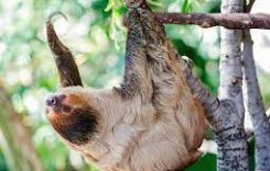 Weird animals: Sloth